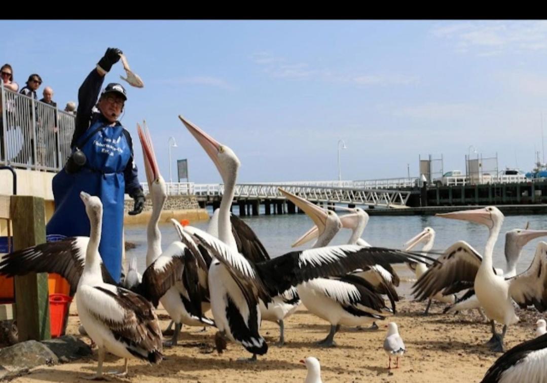 Relax In San Remo Pets Welcome Екстер'єр фото